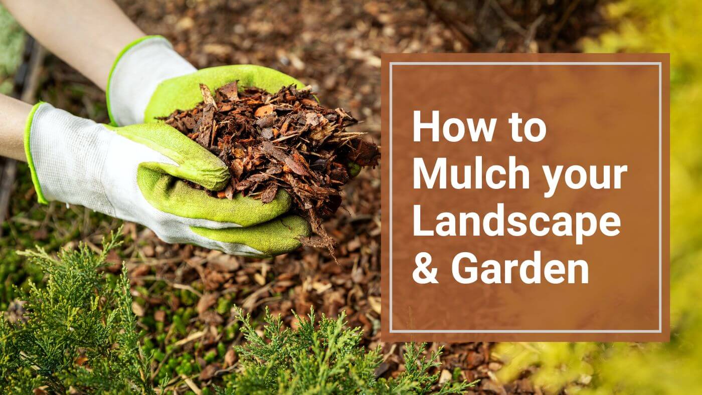 How to Mulch Your Landscape and Garden