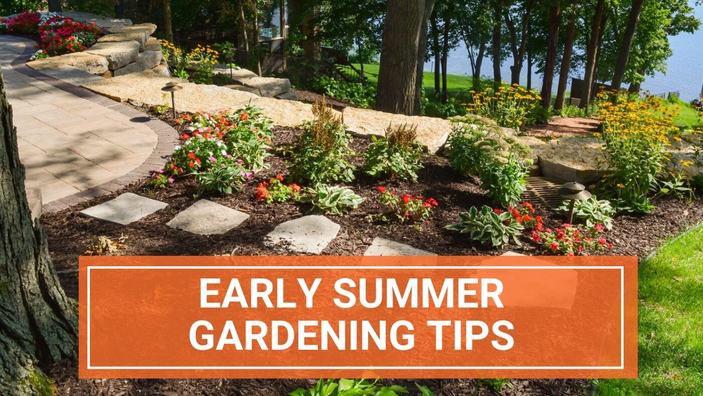 June Summer Garden and Plant Tips
