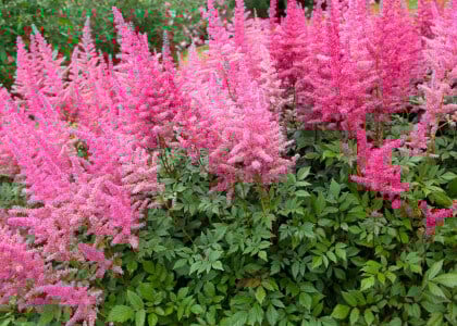 McKay Nurseries Top Booming Blooms in May
