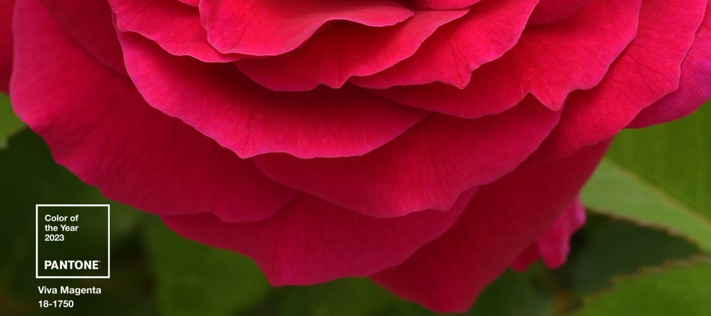 Step into the #Magentaverse: Plant for the Color of the Year