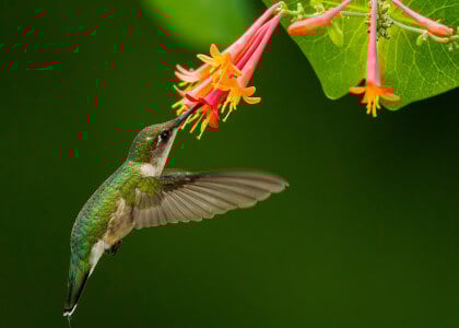 6 Plants that Attract Hummingbirds