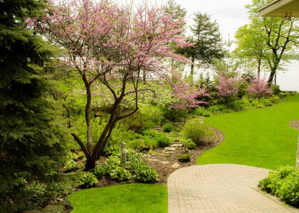 Popular and Timeless Compact Trees and Shrubs