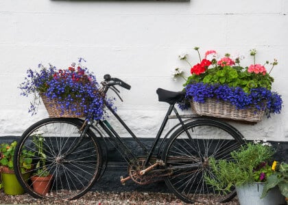 Must-Haves for Container Gardening