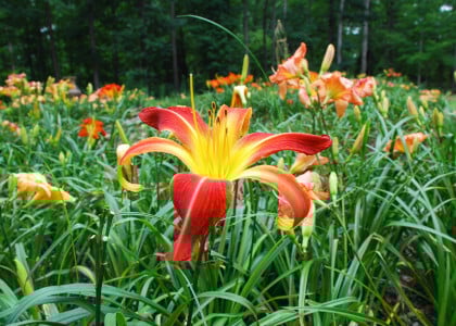 Daylilies for Days!