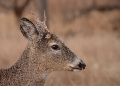 How to Handle Deer Damage