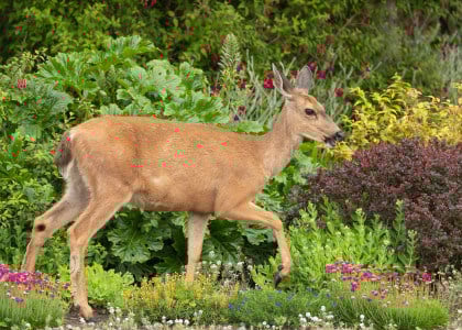 Keep the Deer Away with These Easy Tips