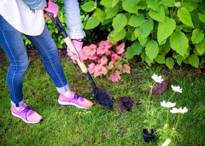 Why Fall is the Best Time to Plant