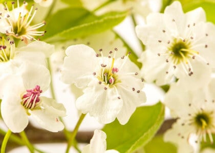 Flowering Trees for Early Spring