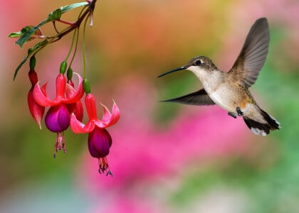 Attract Hummingbirds with our Habitat Tips
