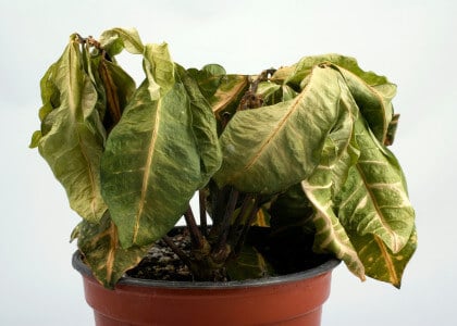 How to Keep Your New Plants Alive