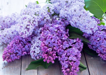 Lilac Basics for Beginners