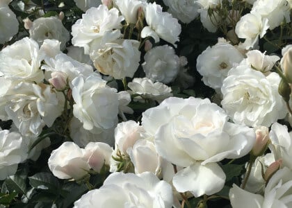 Long Blooming and Low Maintenance Shrubs