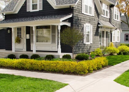 The Best of Our Medium-Size Shrubs