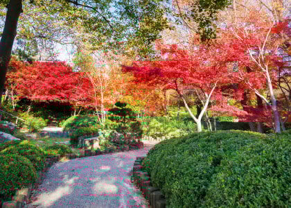November Gardening Tips and Advice