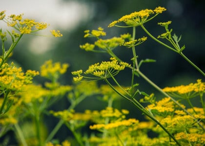 Beware of Wild Parsnip&#039;s Burns &amp; Blisters