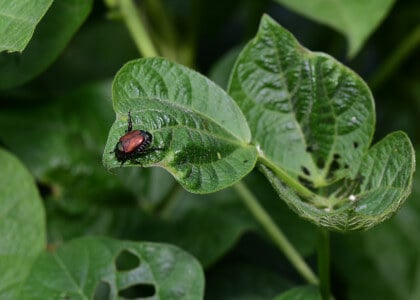 Pests - Identify, Solve &amp; Prevent