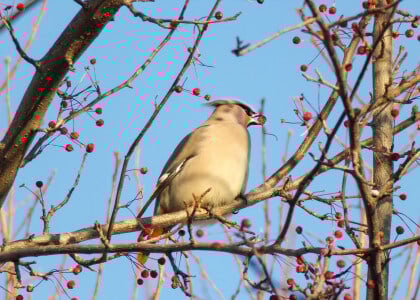 Plants to Bring Birds to Your Backyard