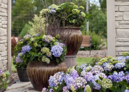 Versatile Plants for Containers