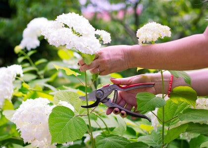 Hydrangea Care - When &amp; How to Prune