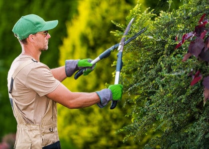 Our Pruning Calendar to Make Caring for Your Plants Easy