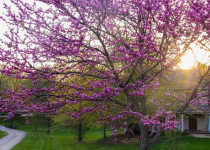 Learn About our Famous Redbud Tree