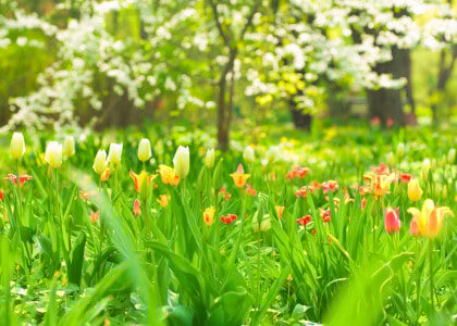 Spring Tips to Get your Summer Garden Ready