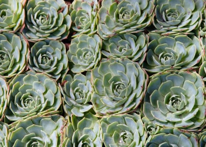 Our Top Succulent Garden Sedums