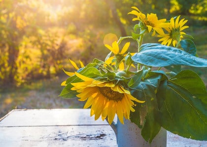 6 Tips for Summer Garden Success