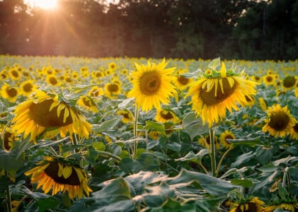 Understanding Sunlight In Your Garden