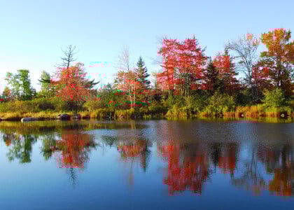 Top Plants &amp; Trees for Fall Color