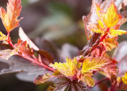 Shrubs With Unique Foliage (Leaves)