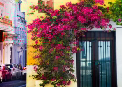 Popular Vines for Your Pergola or Trellis