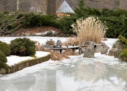 Winter Weather Plant Damage