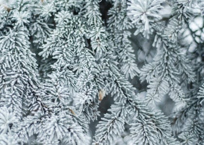 Winter Plant Survival Tips